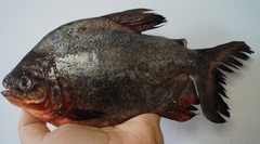 Piaractus brachypomus