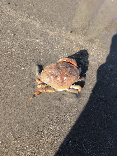 Atlantic Rock Crab