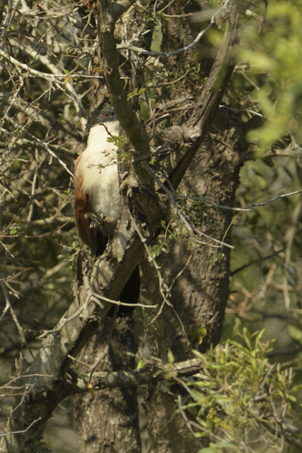 iNaturalist image