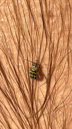 Spotted Cucumber Beetle