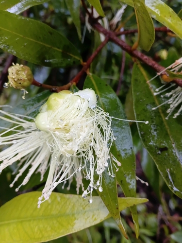 Syzygium observed 2026-10-05
