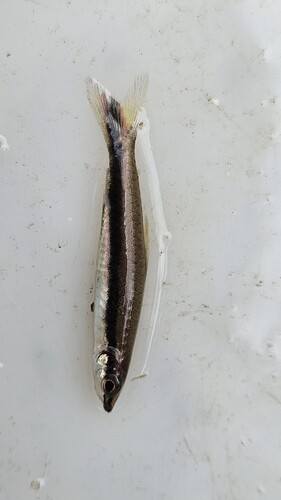 Nannostomus harrisoni