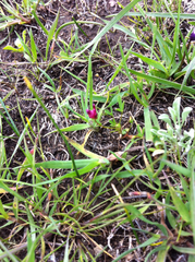 Trifolium depauperatum