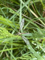 Tipula vernalis