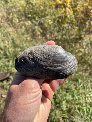 Strophitus undulatus
