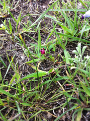 Trifolium depauperatum