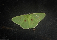 Comostola leucomerata