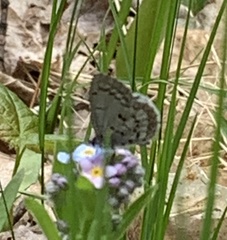 Celastrina lucia