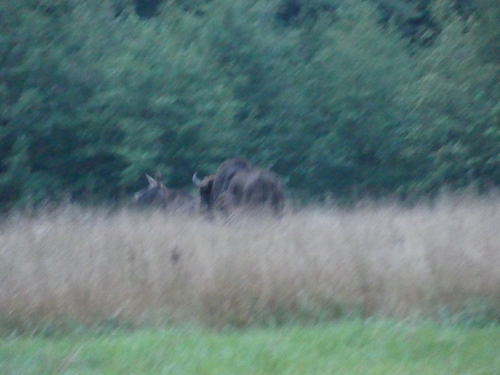 Moose