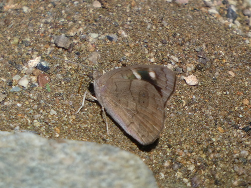 Mariposa de alas púrpura oscura