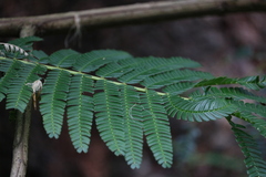 Albizia chinensis