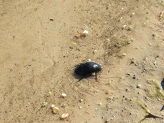 Hydrophilus aterrimus