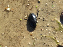 Hydrophilus aterrimus