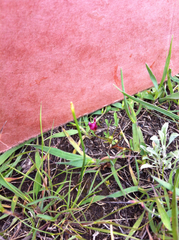 Trifolium depauperatum