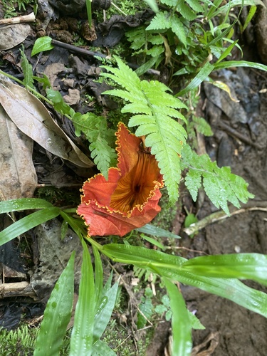 Spathodea campanulata observed 2026-10-06