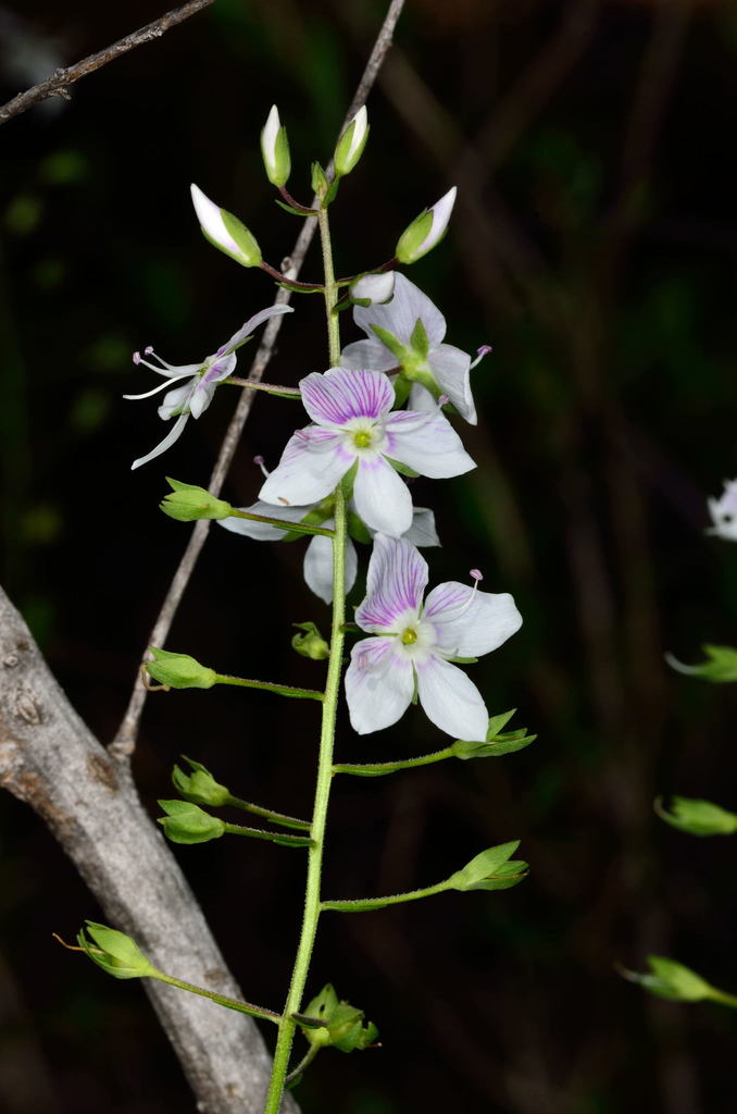 Veronica decorosa