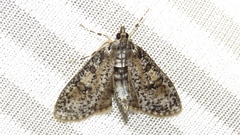 Palpita aenescentalis