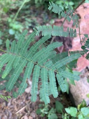 Senegalia berlandieri