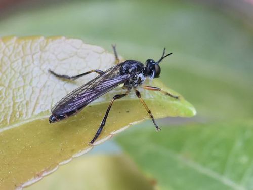 Stripe-legged Robber Fly, Groesbeek, Nederland, photo 10 of 10