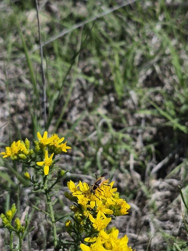 Colorado Soldier Beetle