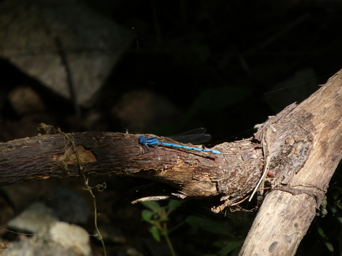 Azulilla de arroyo celeste