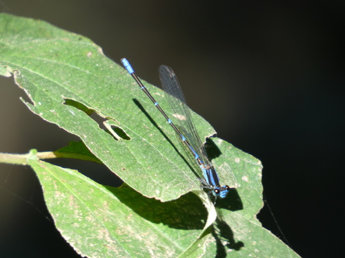 Azulilla de arroyo ocelada