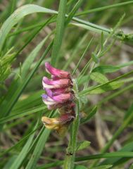 Vicia megalotropis