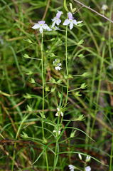 Veronica decorosa
