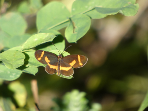 Mariposa Duende