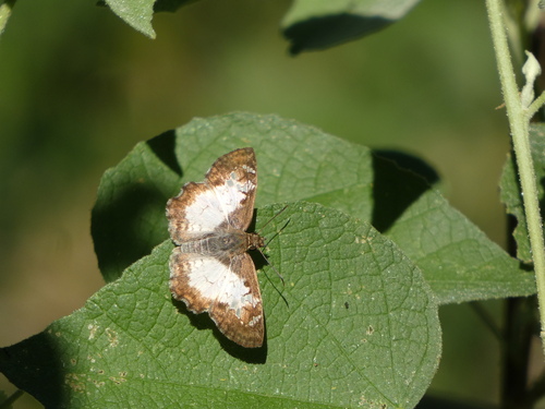 Saltarina alas de espuela blanca