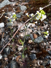 Arabidopsis suecica