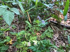 Delphinium anthriscifolium