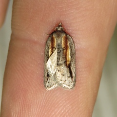 Acleris youngana