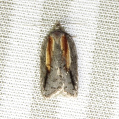 Acleris youngana