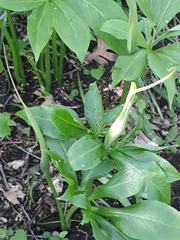 Arisaema dracontium