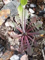 Arabidopsis suecica