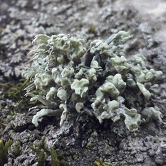 Ramalina fastigiata