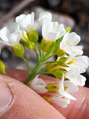 Arabidopsis suecica