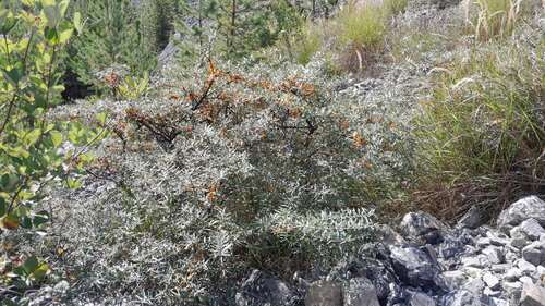 Sea-buckthorn