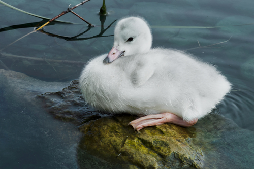 Trumpeter Swan