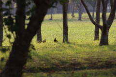 Phasianus colchicus formosanus