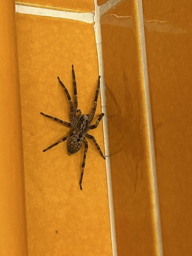 Mediterranean Spiny False Wolf Spider