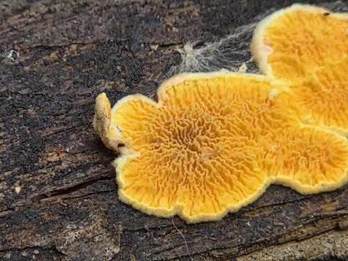 Pseudomerulius aureus observed 2026-10-07