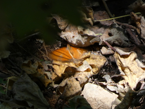 Mariposa alas de daga naranja