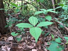 Chloranthus serratus