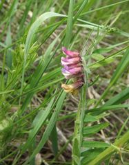 Vicia megalotropis