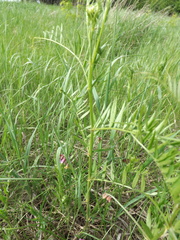 Vicia megalotropis
