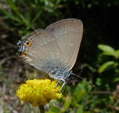 Satyrium acaciae