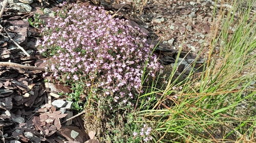 Rock Soapwort