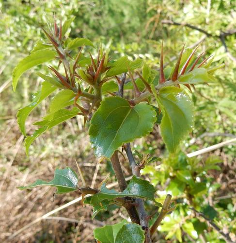 Ziziphus mucronata (Ziziphus mucronata)